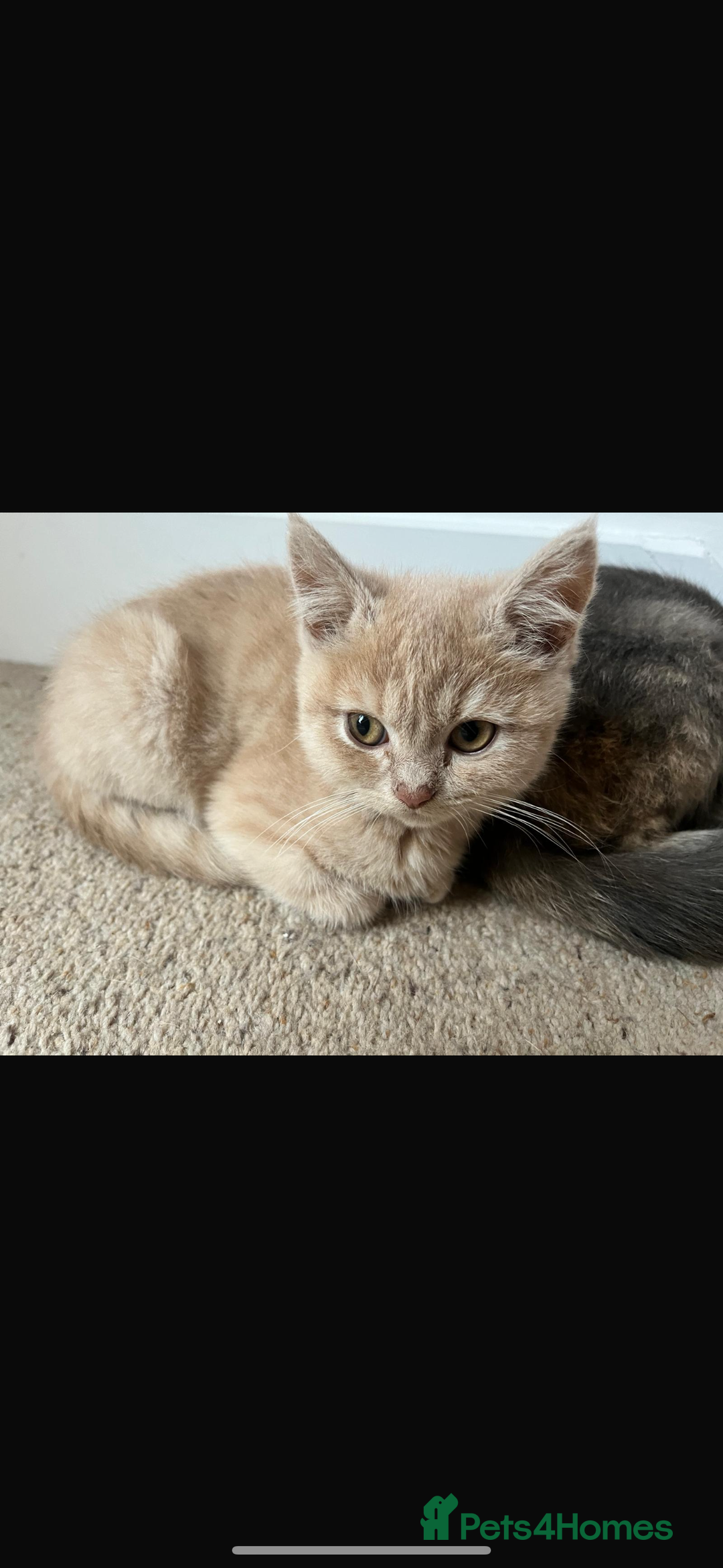 Mixed Breed cats for sale: Persian x Russian blue & British shorthair - Image 19