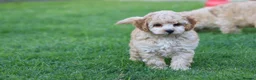 Cavapoochon dogs for sale: CAVAPOOCHON PUPPIES FOR SALE - Advert 9