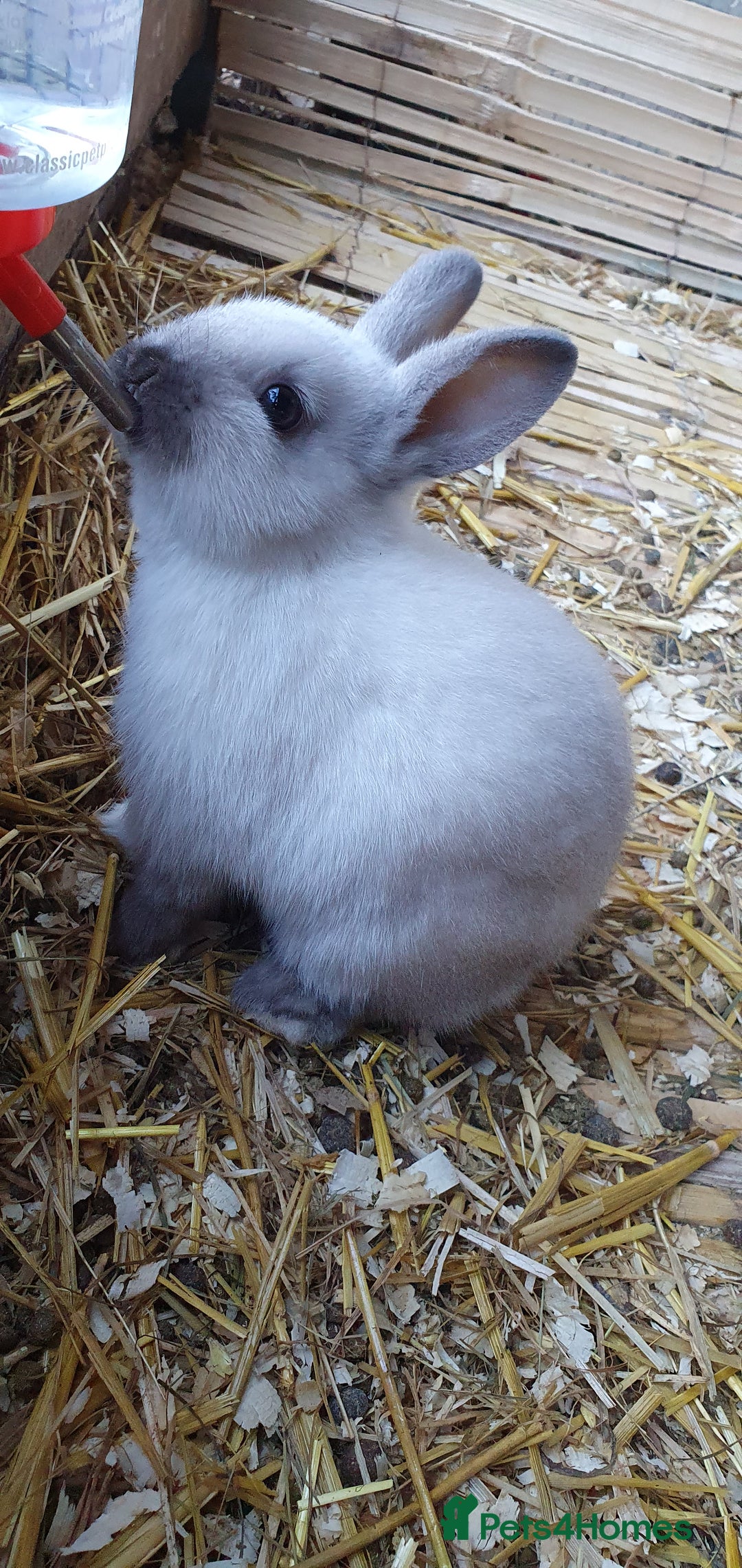 Mixed Breed rabbits for sale: Lionhead crossed with northandwaf  - Advert 3