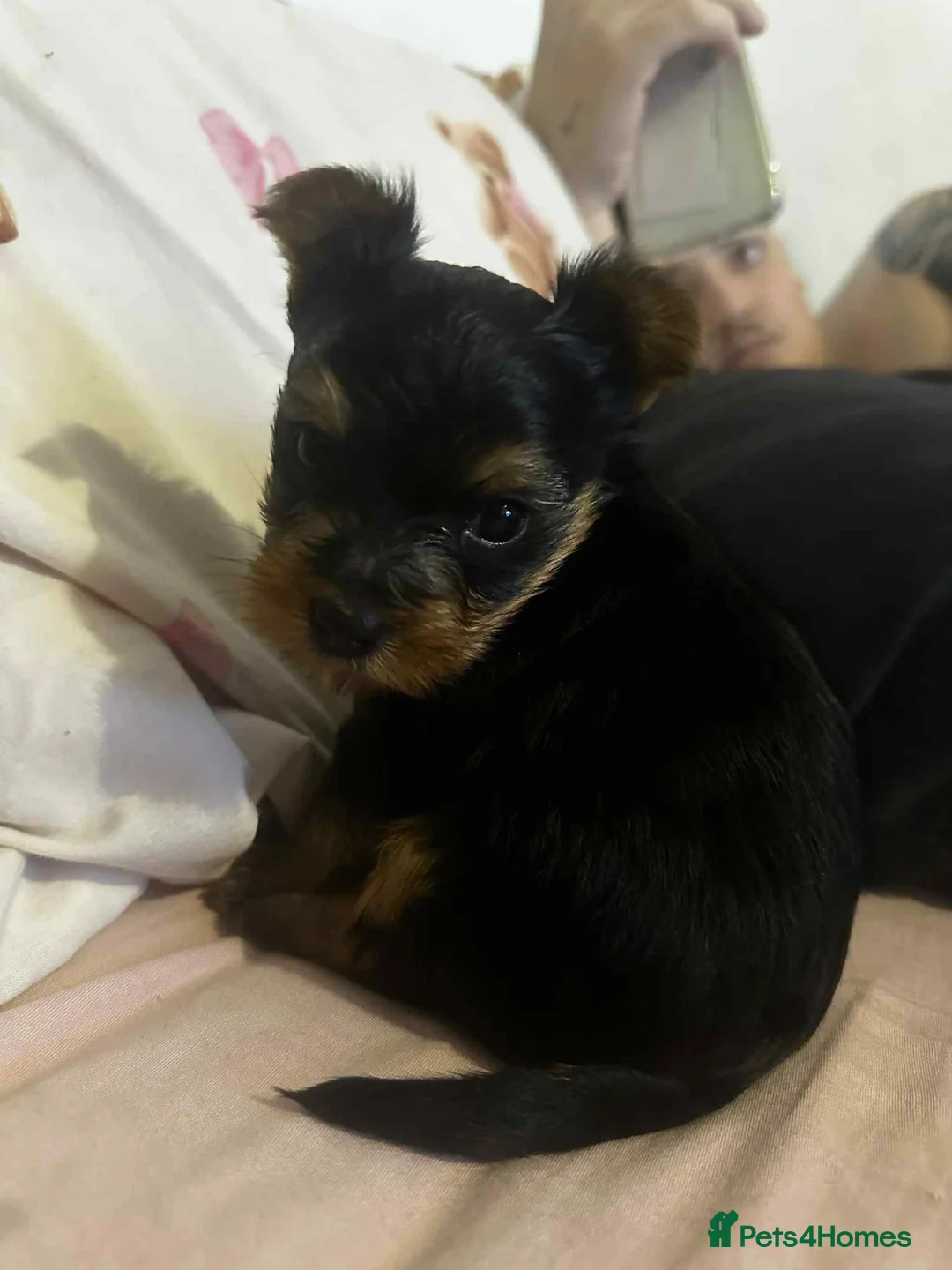 Yorkshire Terrier dogs for sale: yorkshire terrier and baby boy - Advert 13