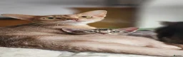 Abyssinian cats for sale: Abyssinian x kittens  - Advert 2