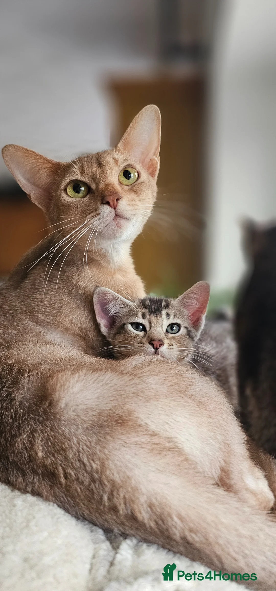 Abyssinian cats for sale: Abyssinian x kittens  - Advert 2