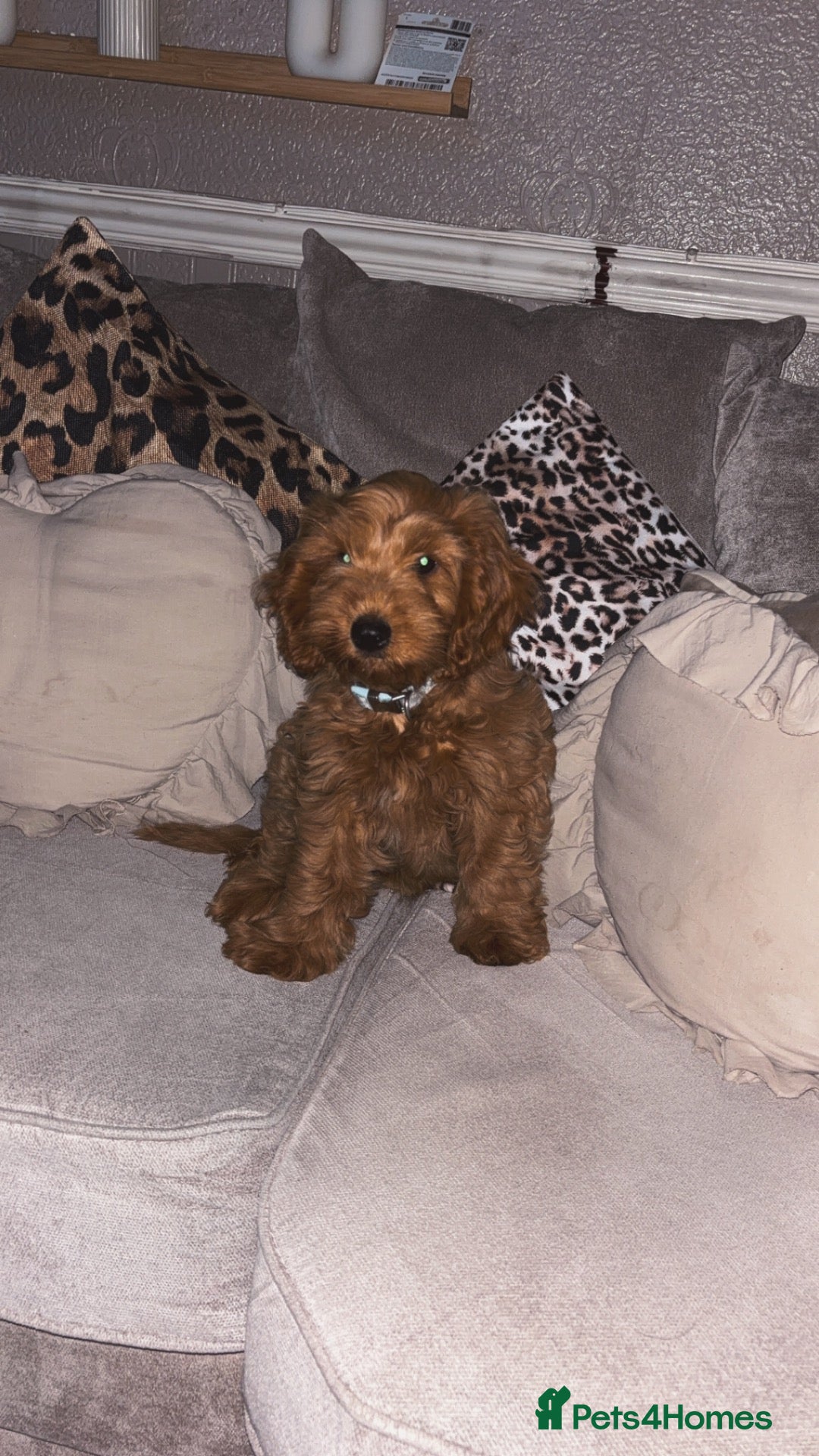Cockapoo dogs Luna female cockerpoo - Advert 1