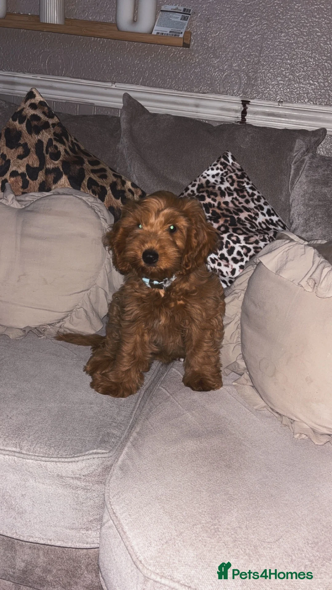 Cockapoo dogs for sale: Luna female cockerpoo - Advert 1