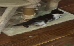 Domestic Shorthair cats for sale: Forever homes needed  - Image 19