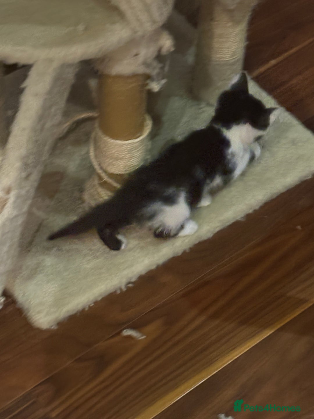 Domestic Shorthair cats for sale: Forever homes needed  - Image 19