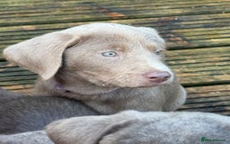 Labrador Retriever dogs for sale: Stunning Labrador puppies for sale  in Lostwithiel - Image 21