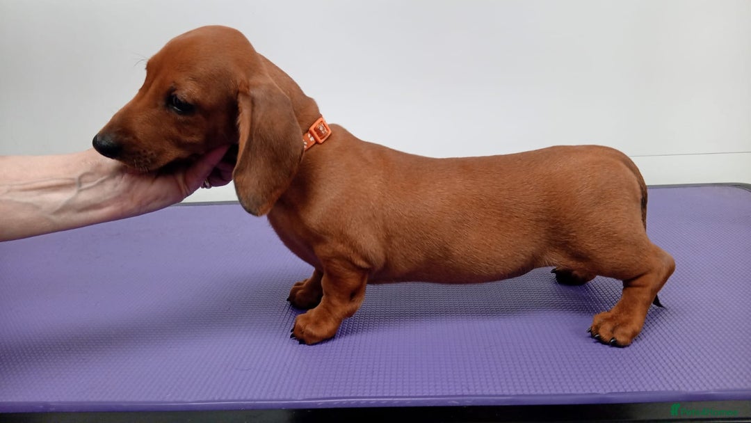 Dachshund dogs for sale: Standard smooth dachshunds males  - Image 7