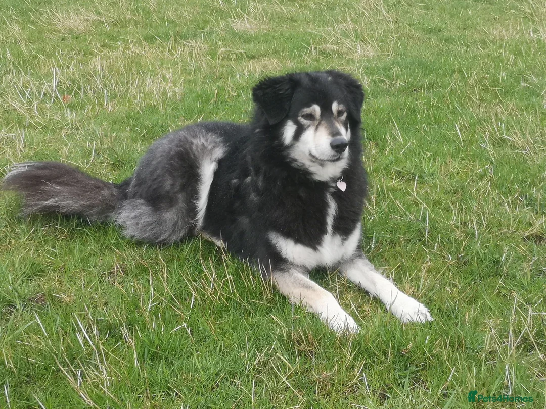 Mixed Breed dogs for adoption: Ivy, 2018. Sweet girl. in Insch - Advert 11