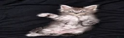 Maine Coon cats for sale: 2 beautiful mainecoon Russian line kittens  - Advert 6