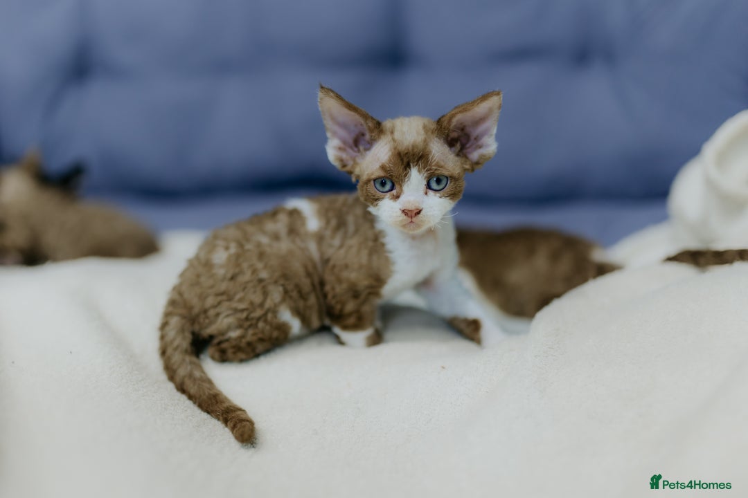 Devon Rex cats for sale: Adorable GCCF Registered DevonRex Kittens FOR SALE - Advert 16
