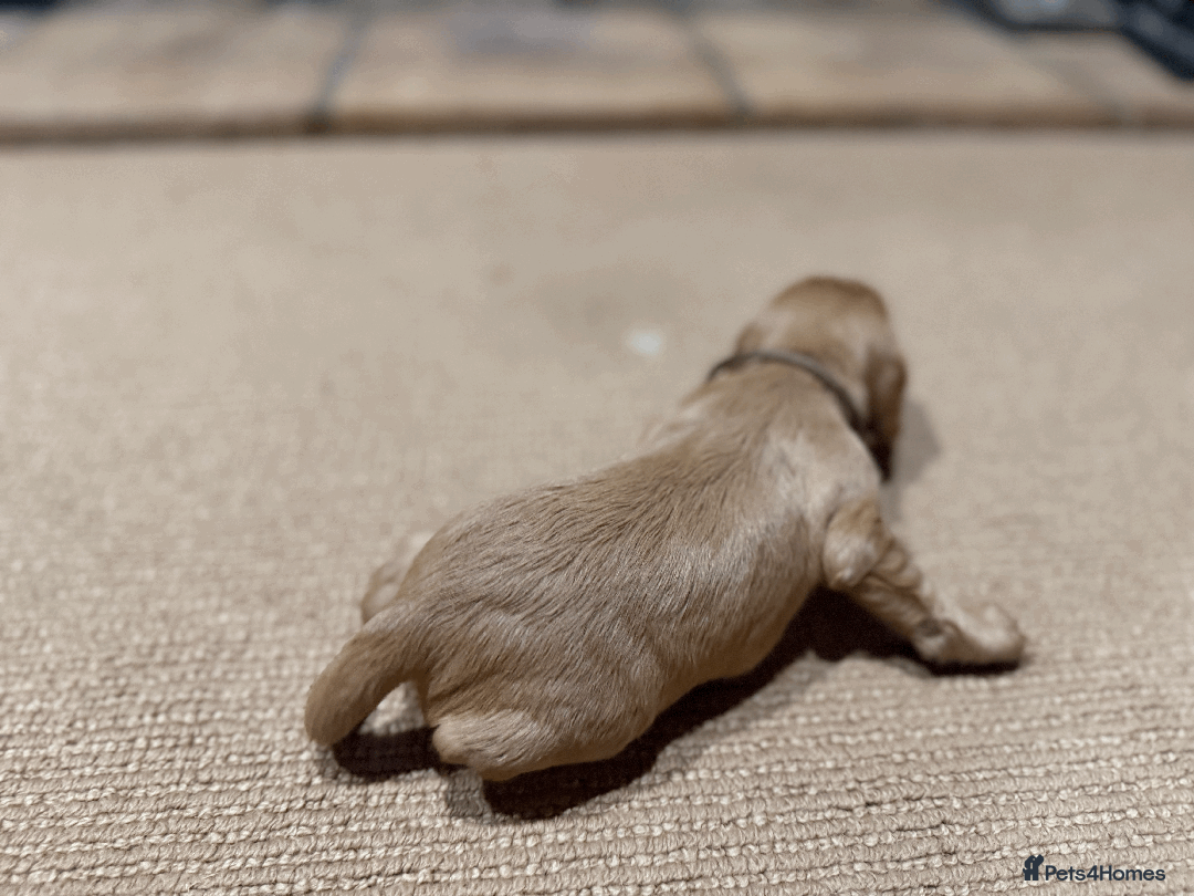 Cocker Spaniel dogs for sale: Lemon Cocker Spaniels ( Four Girls ) - Advert 5