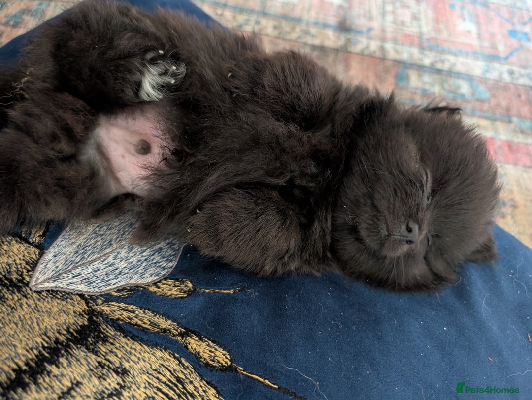 Pomeranian dogs for sale: ⭐⭐Gorgeous Pomeranian puppies⭐⭐ - Image 8