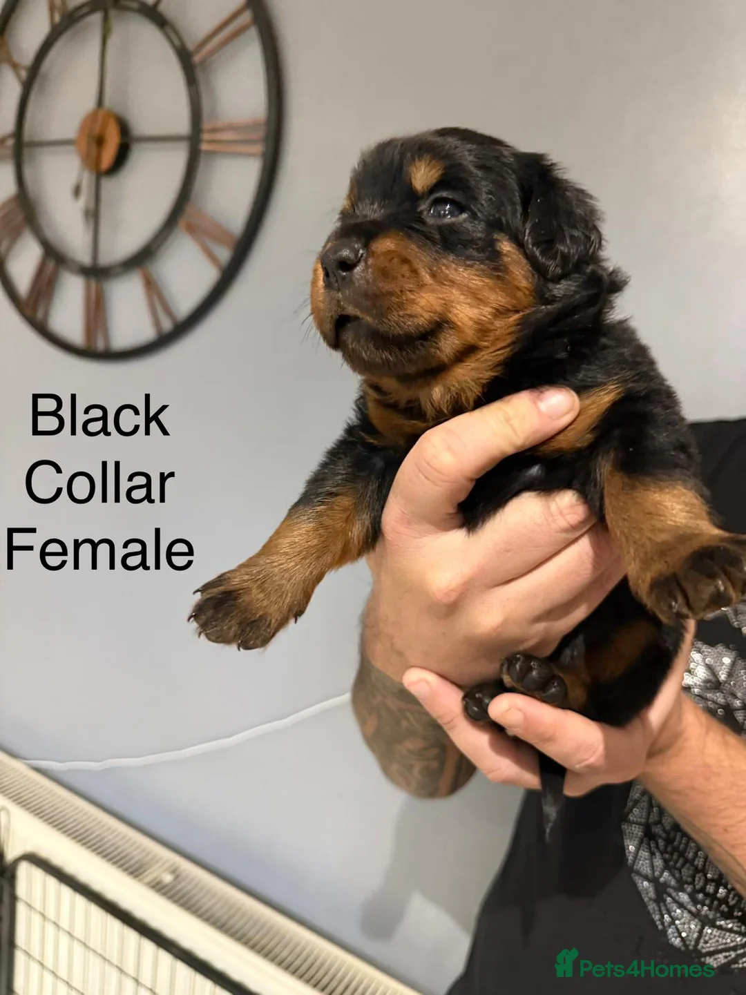 Rottweiler dogs for sale: Chunky Rottweiler Puppies - 6 girls 3 boys  - Advert 4