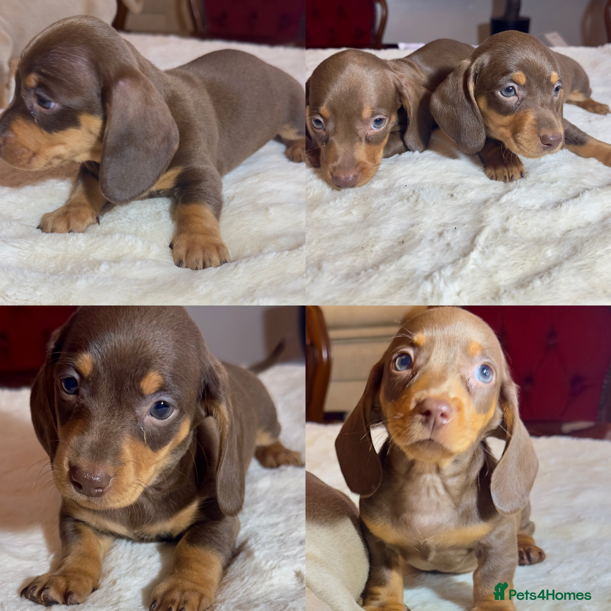 Miniature Dachshund dogs dachshunds puppies  - Advert 4