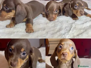 Miniature Dachshund dogs dachshunds puppies - Advert 4