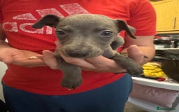 Whippet dogs for sale: Whippet pups  - Image 6