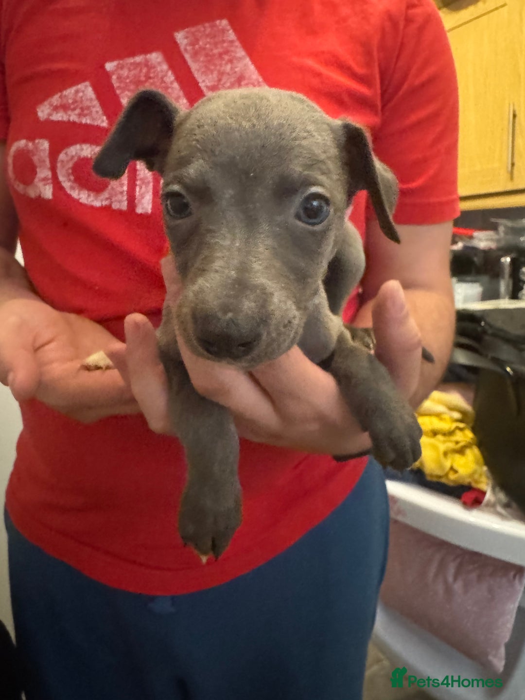 Whippet dogs for sale: Whippet pups  - Image 6