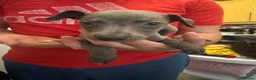 Whippet dogs for sale: Whippet pups  - Advert 4