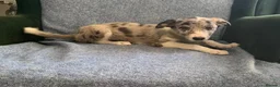 Mixed Breed dogs for sale: Blue Merle Border Collie x Lurcher Puppies  - Advert 1