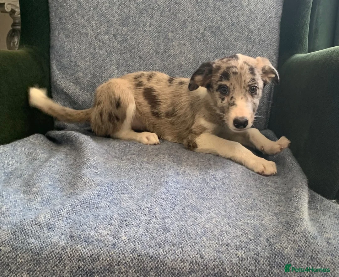 Mixed Breed dogs for sale: Blue Merle Border Collie x Lurcher Puppies  - Advert 1
