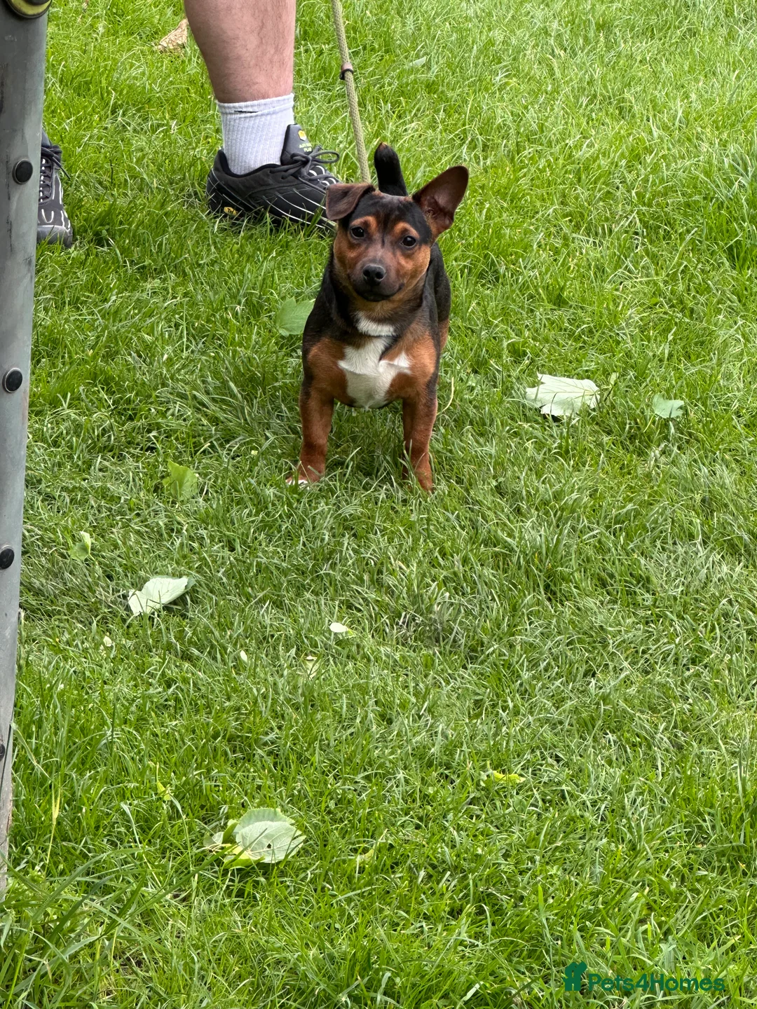 Jack Russell dogs for stud:  Miniature Black and Tan Jack Russell for STUD  in Wallsend - Advert 2