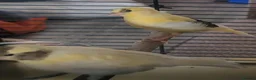 Canaries birds for sale: Beautiful Canaries 7 weeks £30 each or x4 for £110 - Advert 7