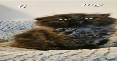 Scottish Fold cats - Advert 2