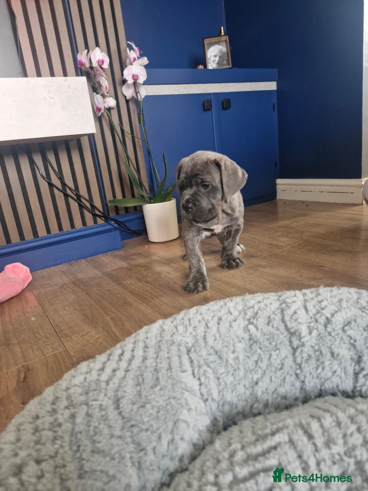 Cane Corso dogs *Ready to leave*Stunning cane corso pups - Advert 2