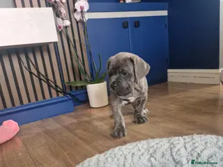 Cane Corso dogs *Ready to leave*Stunning cane corso pups - Advert 2