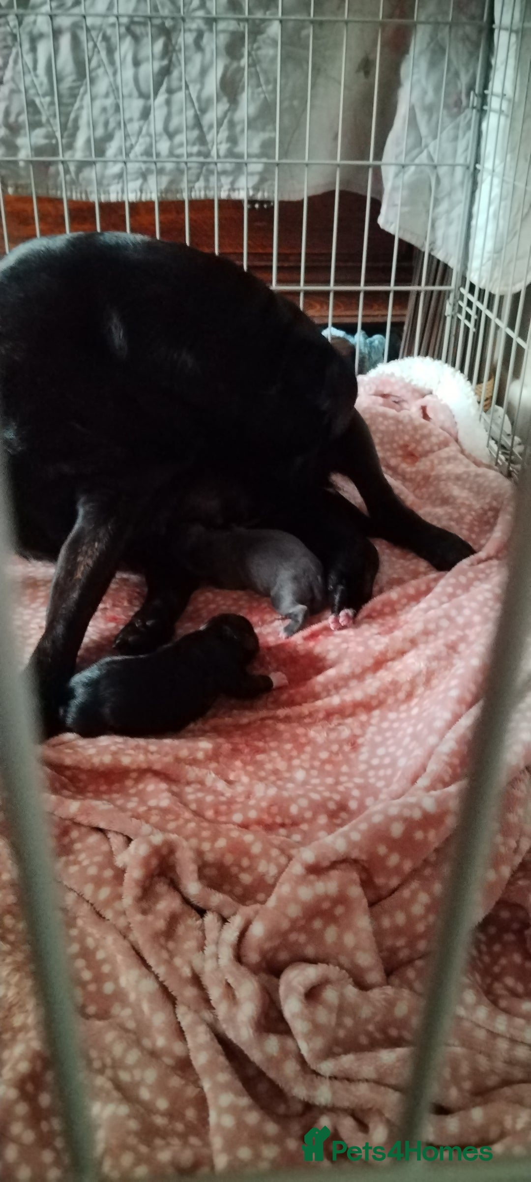 Staffordshire Bull Terrier dogs for sale: Staffy pups beautiful.. Girls avaliable  - Image 11
