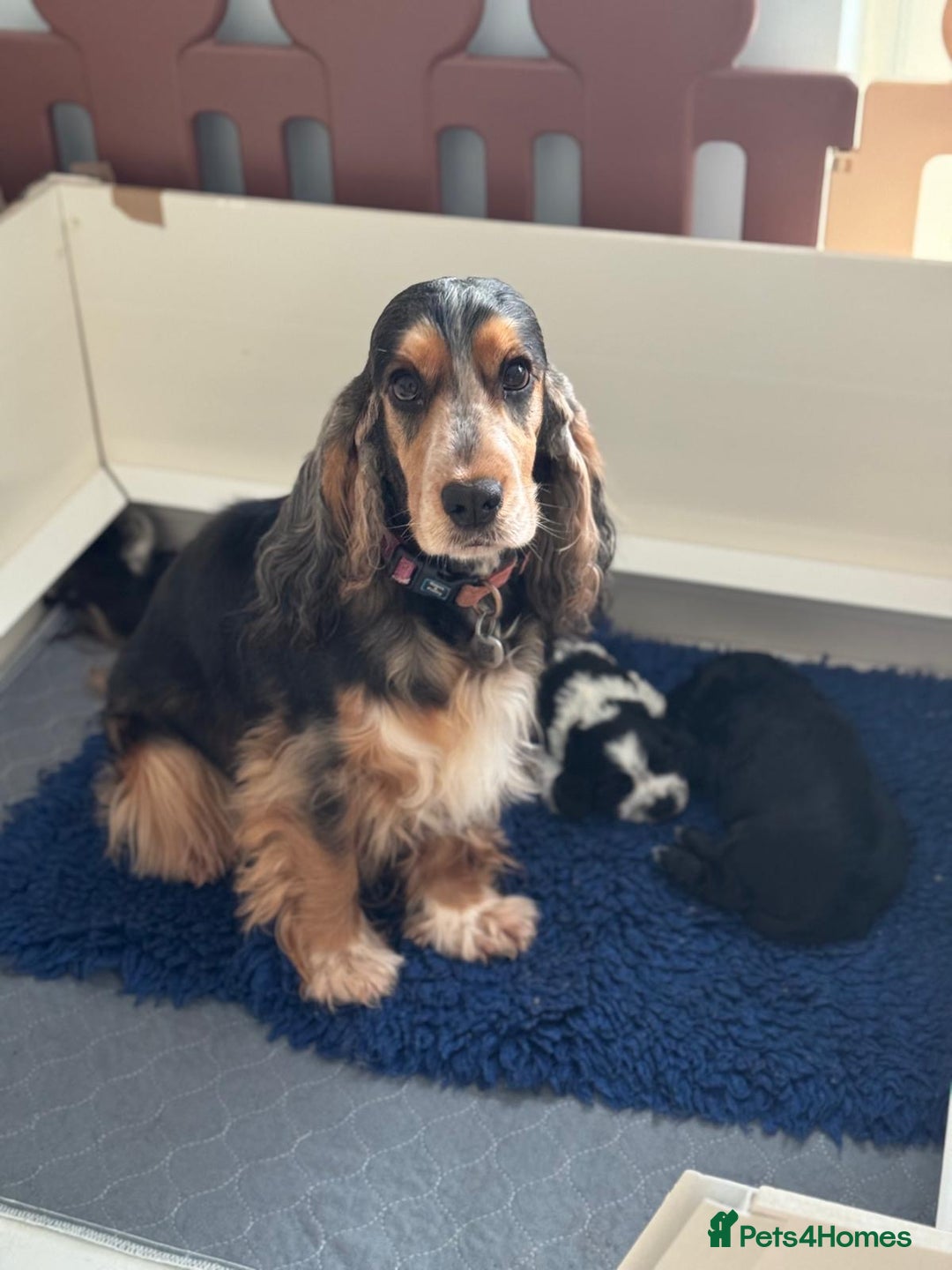 Cocker Spaniel dogs for sale: Gorgeous black boy looking for his forever family - Advert 1