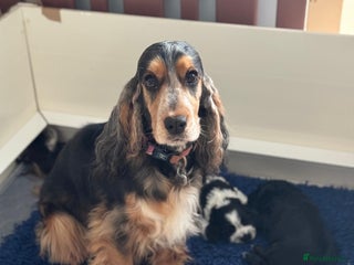 Cocker Spaniel dogs Gorgeous black boy looking for his forever family - Advert 16