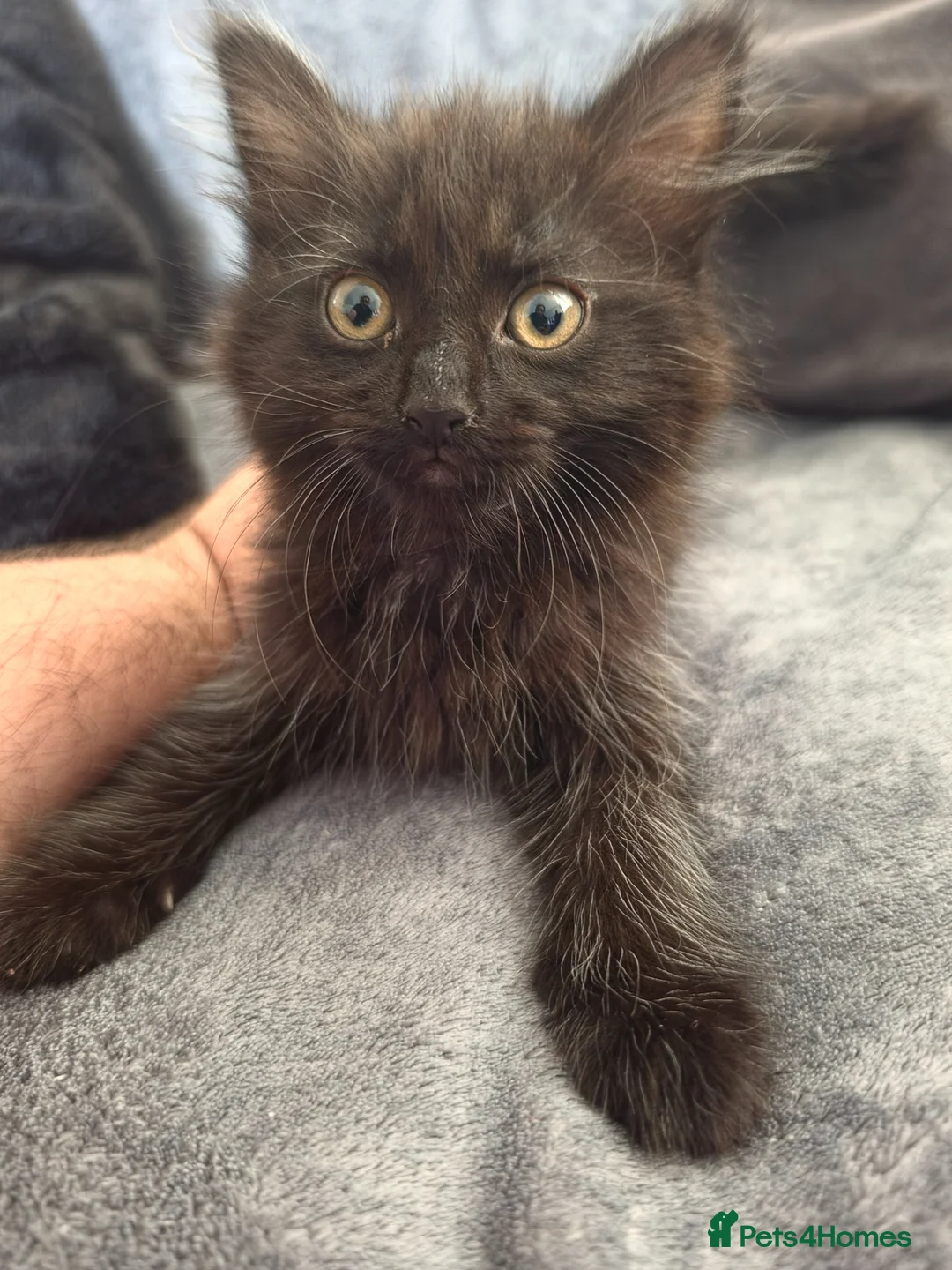Mixed Breed cats for sale: 2 of 4 kittens left in Braintree - Advert 2