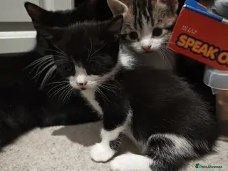 Mixed Breed cats Female kittens - Advert 12