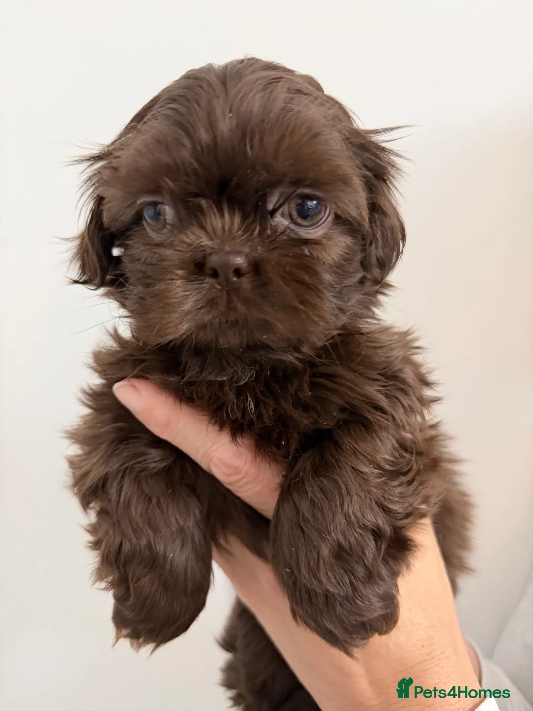 Shih Tzu dogs for sale: 6x Pedigree Imperial Shih Tzu Boys Ready To Leave - Advert 1