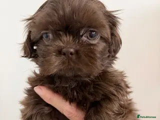 Shih Tzu dogs 6x Pedigree Imperial Shih Tzu Boys Ready To Leave - Advert 3