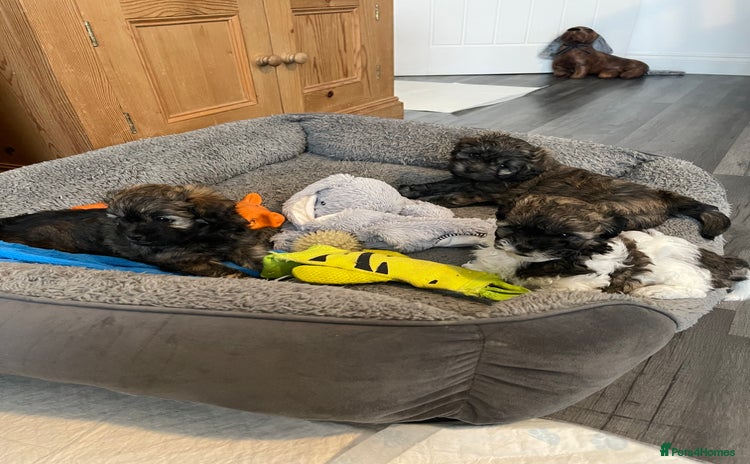 Mixed Breed dogs 3 Beautiful Shih Tzu x Toy poodle  - Advert 1