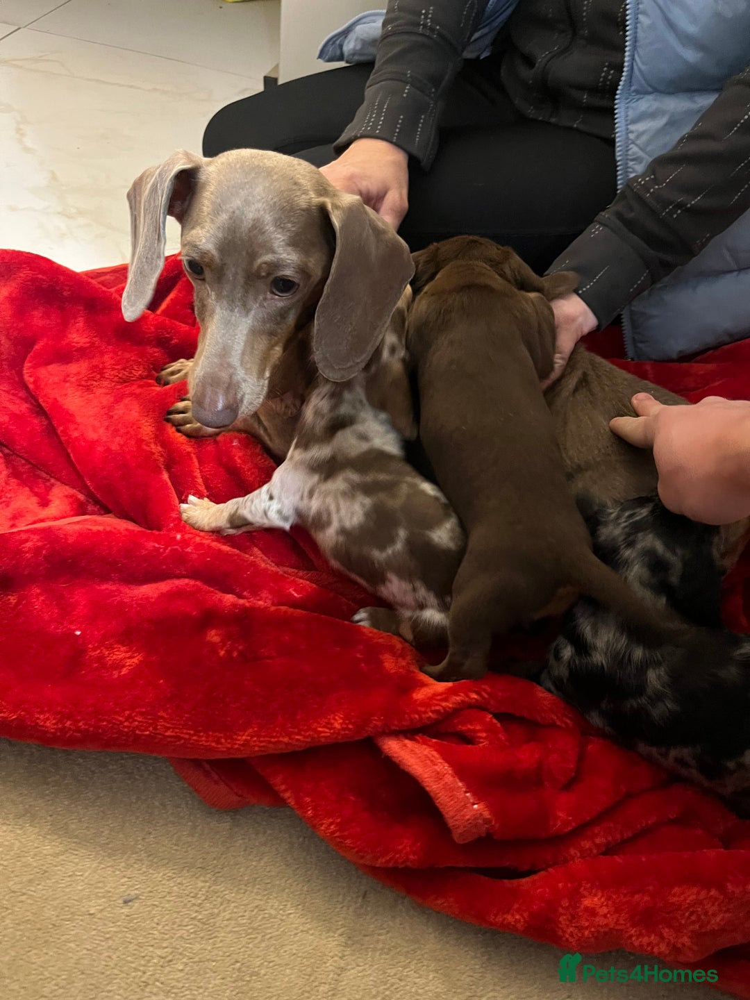 Dachshund dogs for sale: Dachshund  puppies  - Advert 16