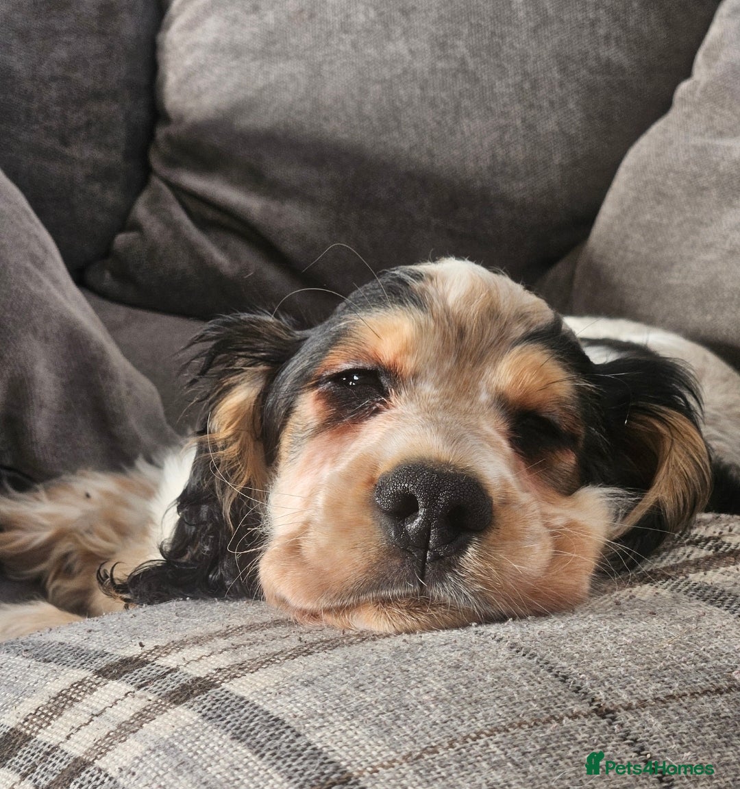 Cocker Spaniel dogs for sale: Beautiful male show cocker  - Advert 3