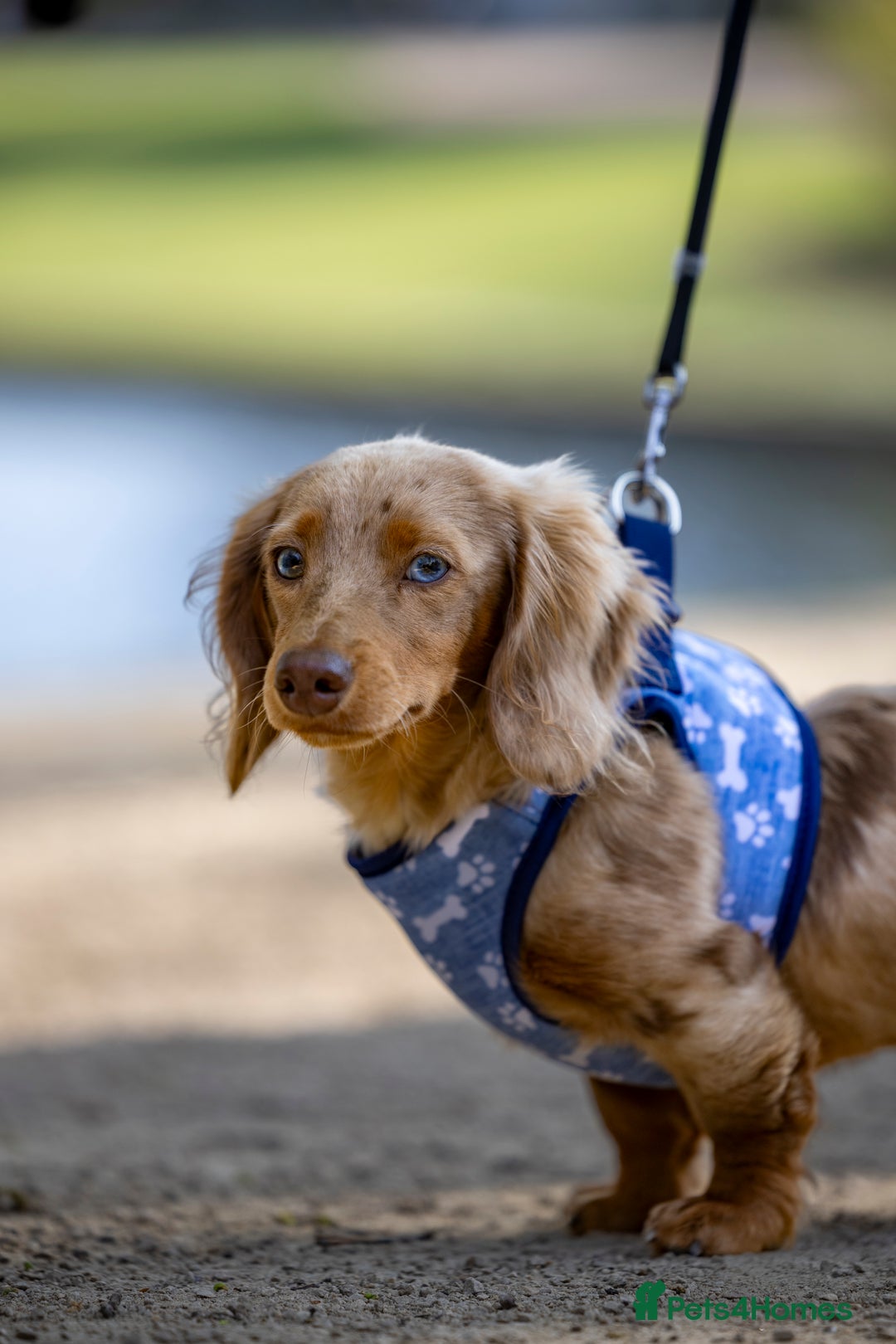 Miniature Dachshund dogs for stud: Chocolate Dapple mini dachshund stud  - Advert 17
