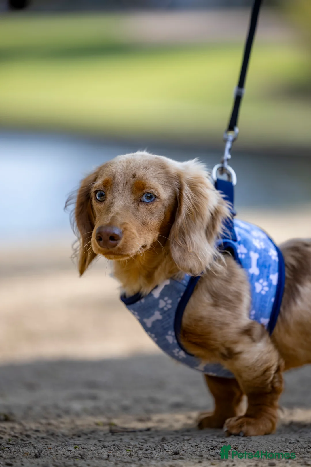 Miniature Dachshund dogs for stud: Chocolate Dapple mini dachshund stud  - Advert 17