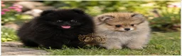 Pomeranian dogs for sale: 🐾 Beautiful Pomeranian Puppies RKC DNA ❤️ in Manchester - Advert 1