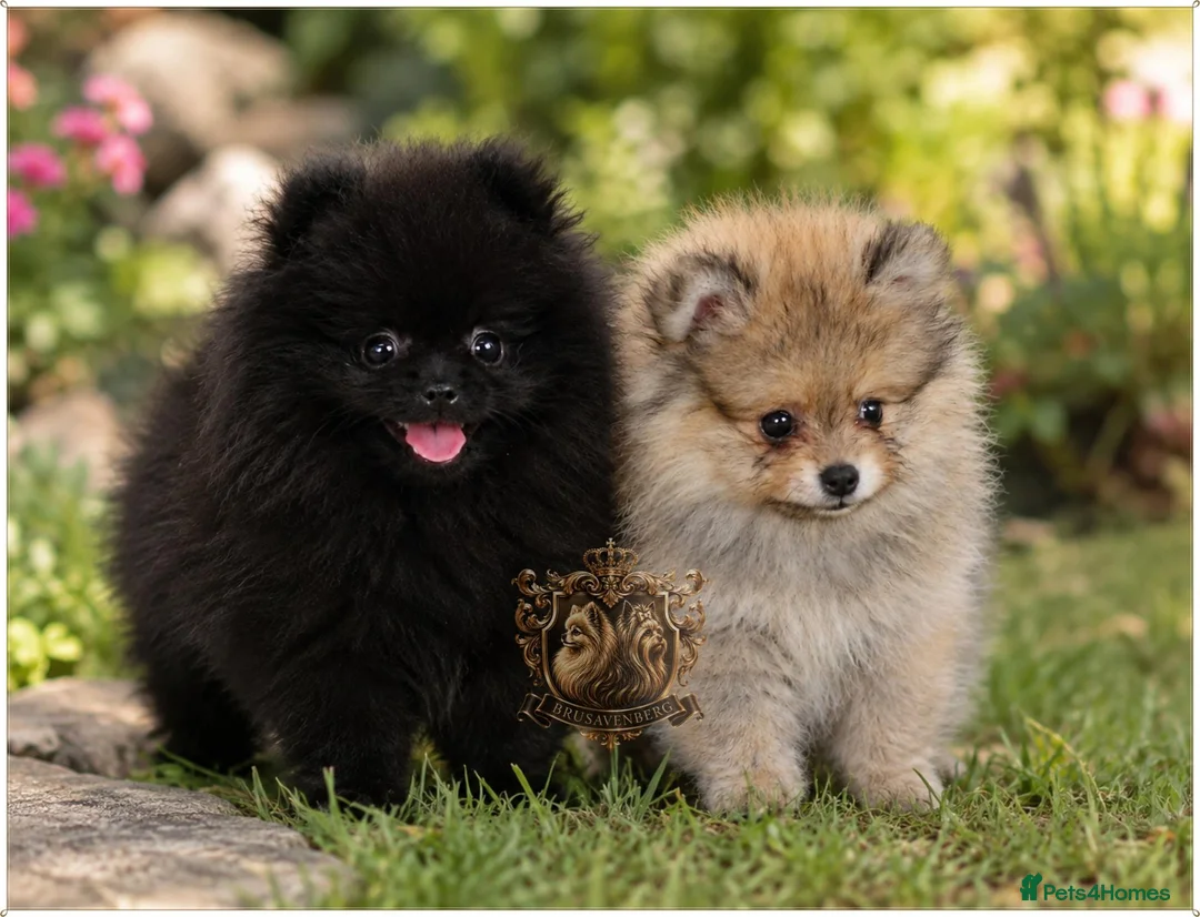 Pomeranian dogs for sale: 🐾 Beautiful Pomeranian Puppies RKC DNA ❤️ in Manchester - Advert 1
