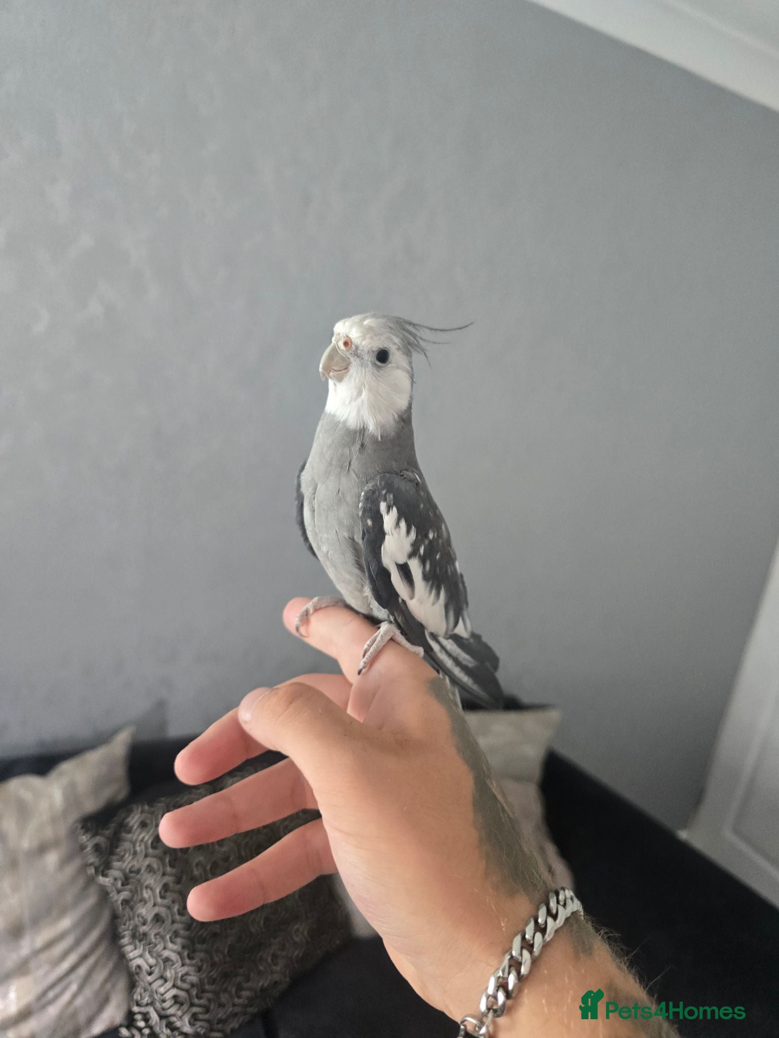 Cockatiels birds Tame male cockatiel  - Advert 8