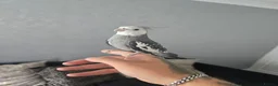 Cockatiels birds for sale: Tame male cockatiel  - Advert 1