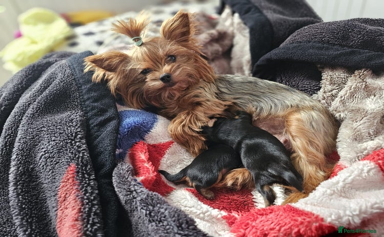 Yorkshire Terrier dogs - Advert 9