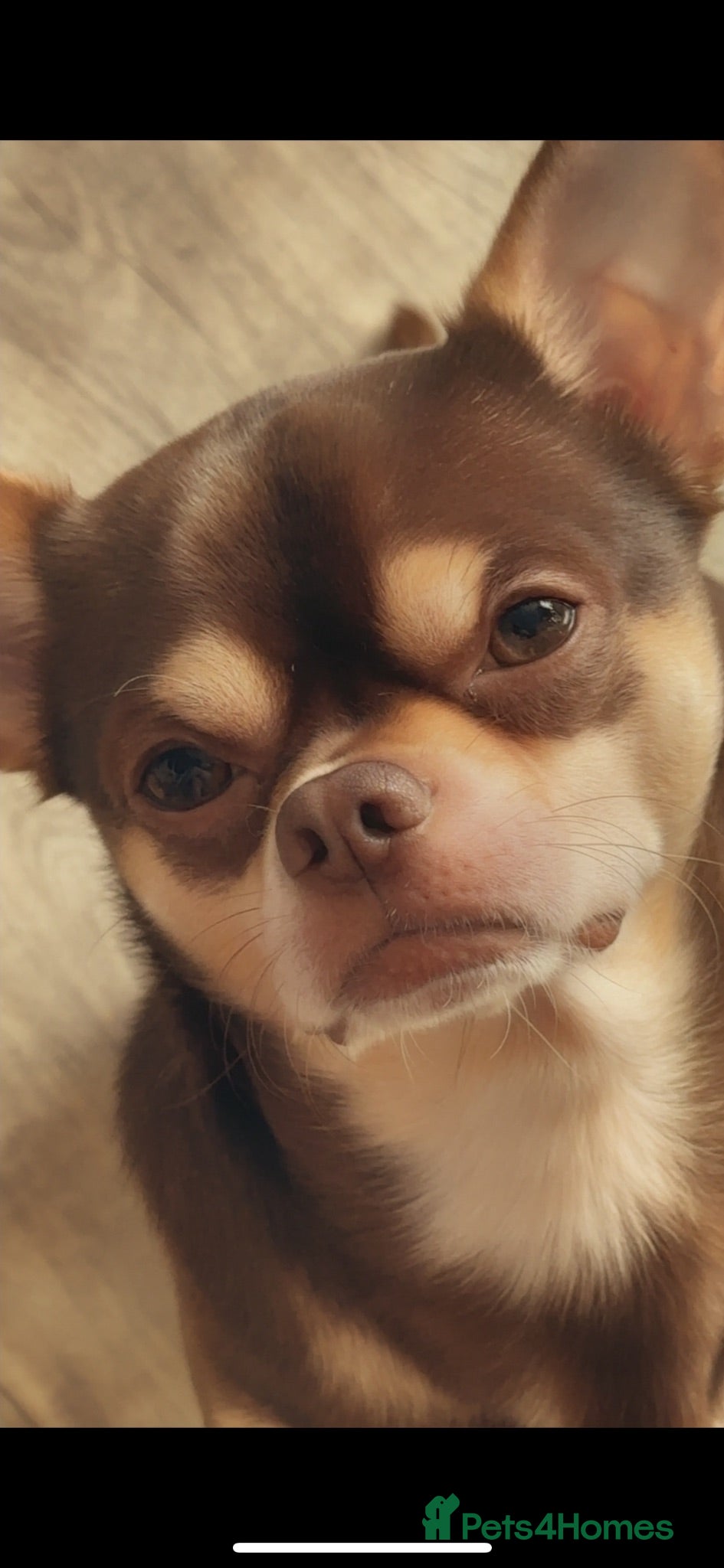 Chihuahua dogs Chocolate and tan chihuahua  - Advert 4