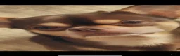 Chihuahua dogs for stud: Chocolate and tan chihuahua  - Advert 1