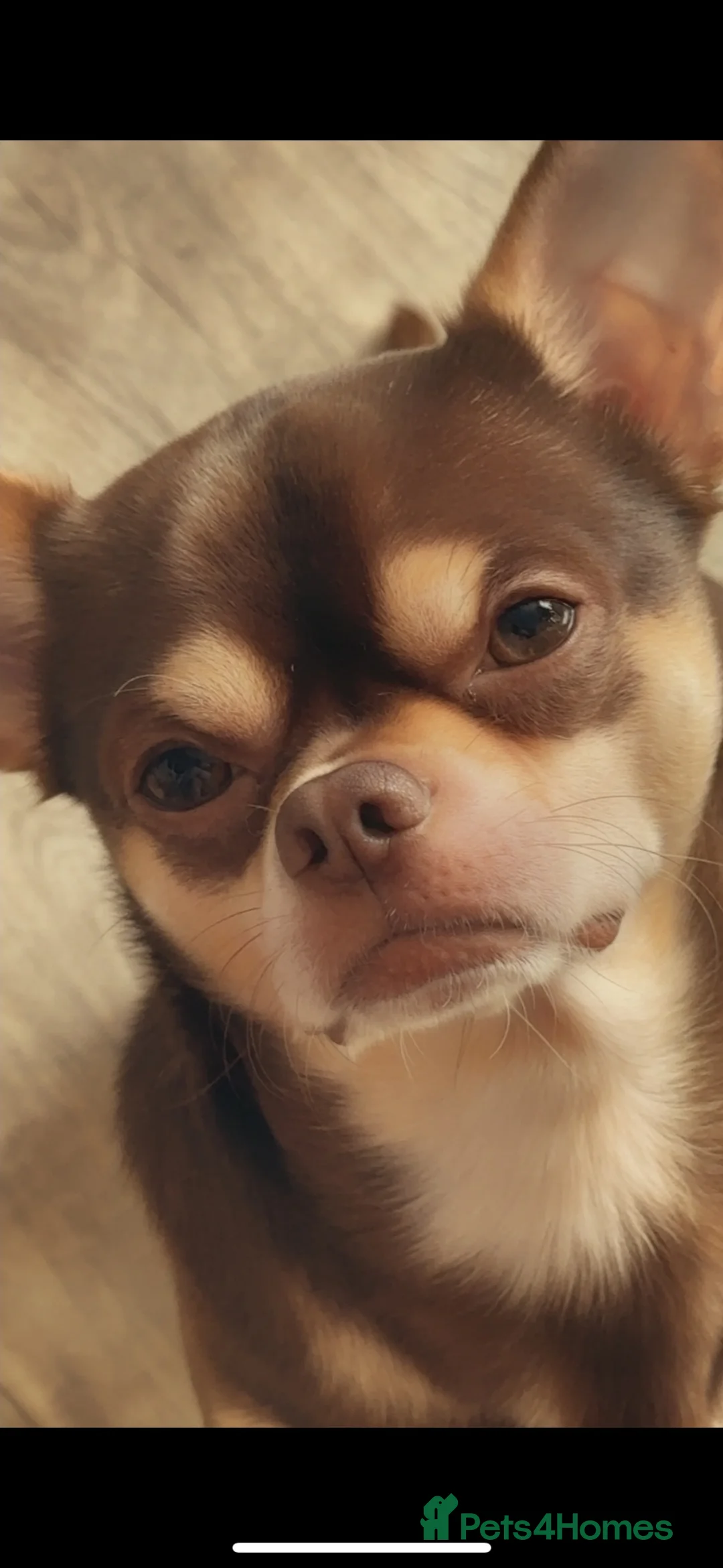 Chihuahua dogs for stud: Chocolate and tan chihuahua  - Advert 1